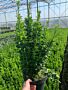 Euonymus-Jean-Hughes-Kruka-40-50