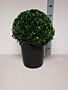 Euonymus-Jean-Hughes-Sfär-35