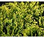 Gul-Cypress-ALG INZ