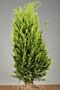 Gul-Cypress-Klump-100-125
