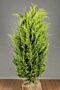 Gul-Cypress-Klump-125-150