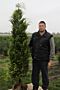 Gul-Cypress-Klump-175-200