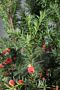 Hybrididegran-Hicksii-ALG INZ