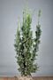 Hybrididegran-Hicksii-Klump-125-150