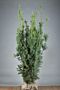 Hybrididegran-Hicksii-Klump-150-175