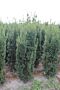 Hybrididegran-Hicksii-Klump-175-200