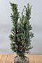 Hybrididegran-Hicksii-Klump-60-80