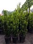 Hybrididegran-Hicksii-Kruka-50-60