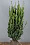 Hybrididegran-Hillii-Klump-100-125