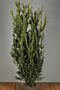 Hybrididegran-Hillii-Klump-150-175