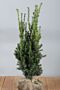 Hybrididegran-Hillii-Klump-80-100