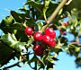 Europ&auml;ische (Gew&ouml;hnliche) Stechpalme - Ilex aquifolium kaufen
