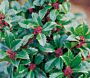 Die Stechpalme Heckenstar (Ilex meserveae) ist eine winterharte Pflanze. Sie ist m&auml;nnlich und tr&auml;gt keine Beeren.