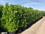 Lagerhägg-Rotundifolia-Färdig-Häck-160-170