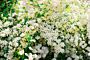 Norskspirea-Grefsheim-ALG HAAG