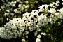 Norskspirea-Grefsheim-ALG INZ