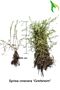 Norskspirea-Grefsheim-Barrotad-40-60