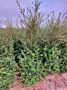 Osmanthus-Burkwoodii-Klump-175-200