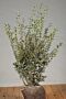 Osmanthus-Burkwoodii-Klump-80-100