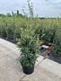Osmanthus-Burkwoodii-Kruka-125-150