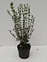 Osmanthus-Burkwoodii-Kruka-30-40