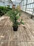 Osmanthus-Burkwoodii-Kruka-80-100