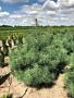 Pinus-Sylvestris-ALG HAAG