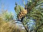 Pinus-Sylvestris-ALG INZ