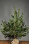 Pinus-Sylvestris-Klump-150-175