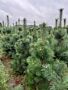 Pinus-Sylvestris-Klump-175-200