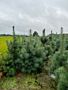 Pinus-Sylvestris-Klump-200-225