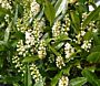 Kirschlorbeer (Prunus laurocerasus) &lsquo;Otto Luyken&rsquo; bl&uuml;ht