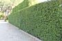 Eine Hecke des Portugiesischen Kirschlorbeers (Prunus lusitanica 