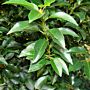 Portugiesischer Kirschlorbeer (Prunus lusitanica Angustifolia)
