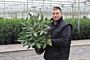 Rhododendron-Roseum-Kruka-40-50