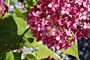 Rod-Vipphortensia-ALG INZ