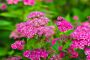 Rosenspirea-Anthony-Waterer-ALG HAAG