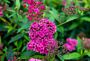 Rosenspirea-Anthony-Waterer-ALG INZ