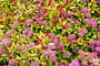 Rosenspirea-Goldflame-ALG HAAG