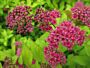 Rosenspirea-Goldflame-ALG INZ