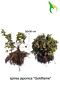 Rosenspirea-Goldflame-Barrotad-20-30
