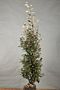 Silverbuske-Klump-125-150