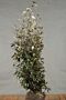 Silverbuske-Klump-150-175