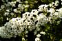 Weiße Rispenspiere - Spiraea cinerea