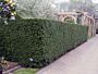 Becher-Eibe (Taxus Media) Hicksii - Hecke kaufen