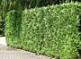 Thuja-Atrovirens-ALG HAAG
