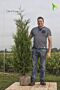 Thuja-Atrovirens-Klump-175-200