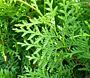 Thuja-Brabant-ALG INZ