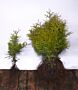 Thuja-Brabant-Barrotad-30-40