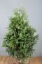 Thuja-Brabant-Klump-100-125